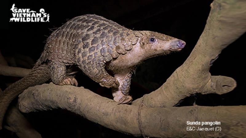 Pangolin conservation areas could benefit from a Fair Finance GLS Token investment