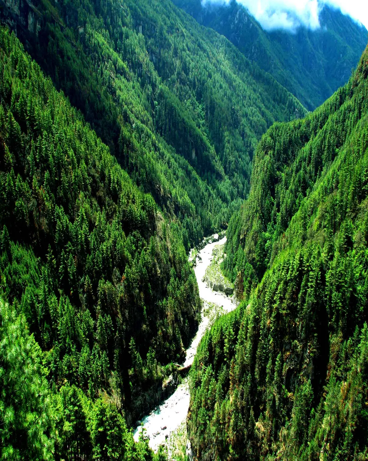 Nepal Forest