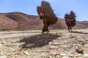 Two Nepalese women carry heavy loads of firewood on their backs along the mountain road in Upper Mustang, Nepal.