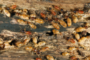 Termites improve soil fertility by creating pores in the soil and recycling decaying vegetation
