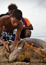 Protection of endangered Loggerhead Turtles - Cape Verde