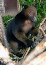 Tenkile Tree Kangaroo (Dendrolagus scottae) - Critically Endangered (CE) IUCN Red List (the black tree kangaroo) - credit TCA