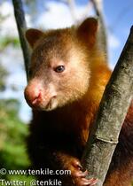 Weimang Tree Kangaroo (Dendrolagus pulcherrimsu) - Critically Endangered (CE) IUCN Red List (the Gold &amp; Brown tree kangaroo)