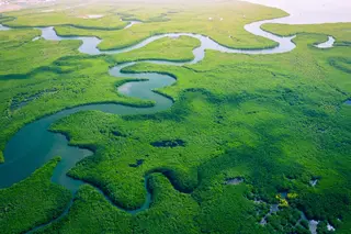 Mangrove forest in Gambia 