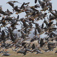 Flock of Greater White-fronted geese