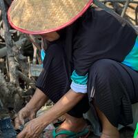 Indonesian woman working in mangroves forest - Bali Indonesia