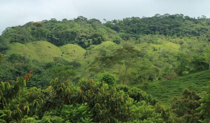 Forest landscape restoration (FLR) in Colombia. Photo: James McBreen/IUCN 