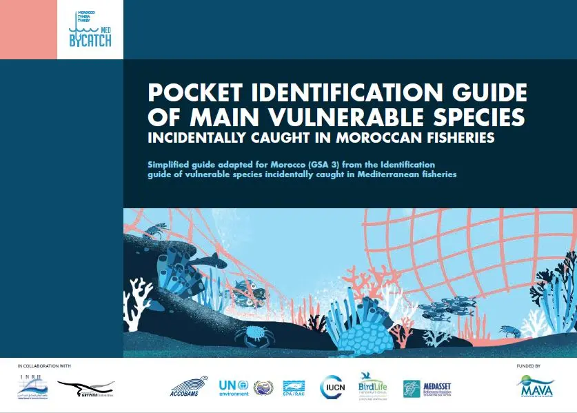 morocco-vulnerable-marine-species-fisheries-bycatch-pocket-english.jpg