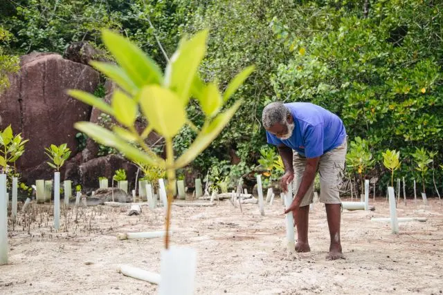 Man planting a mangrove tree