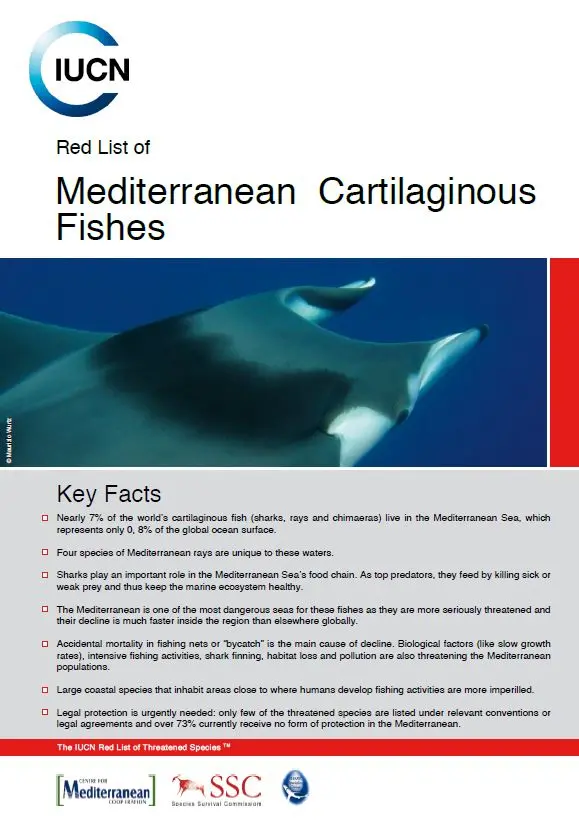 Mediterranean Cartilaginous Fishes pic