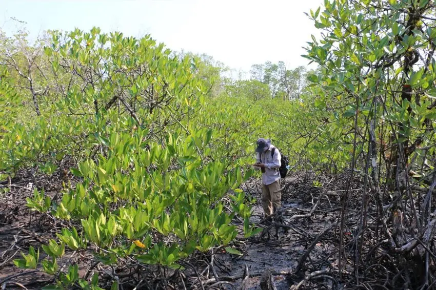 Mangrove forest peatland in Peam Krasop Wildlife Sanctuary