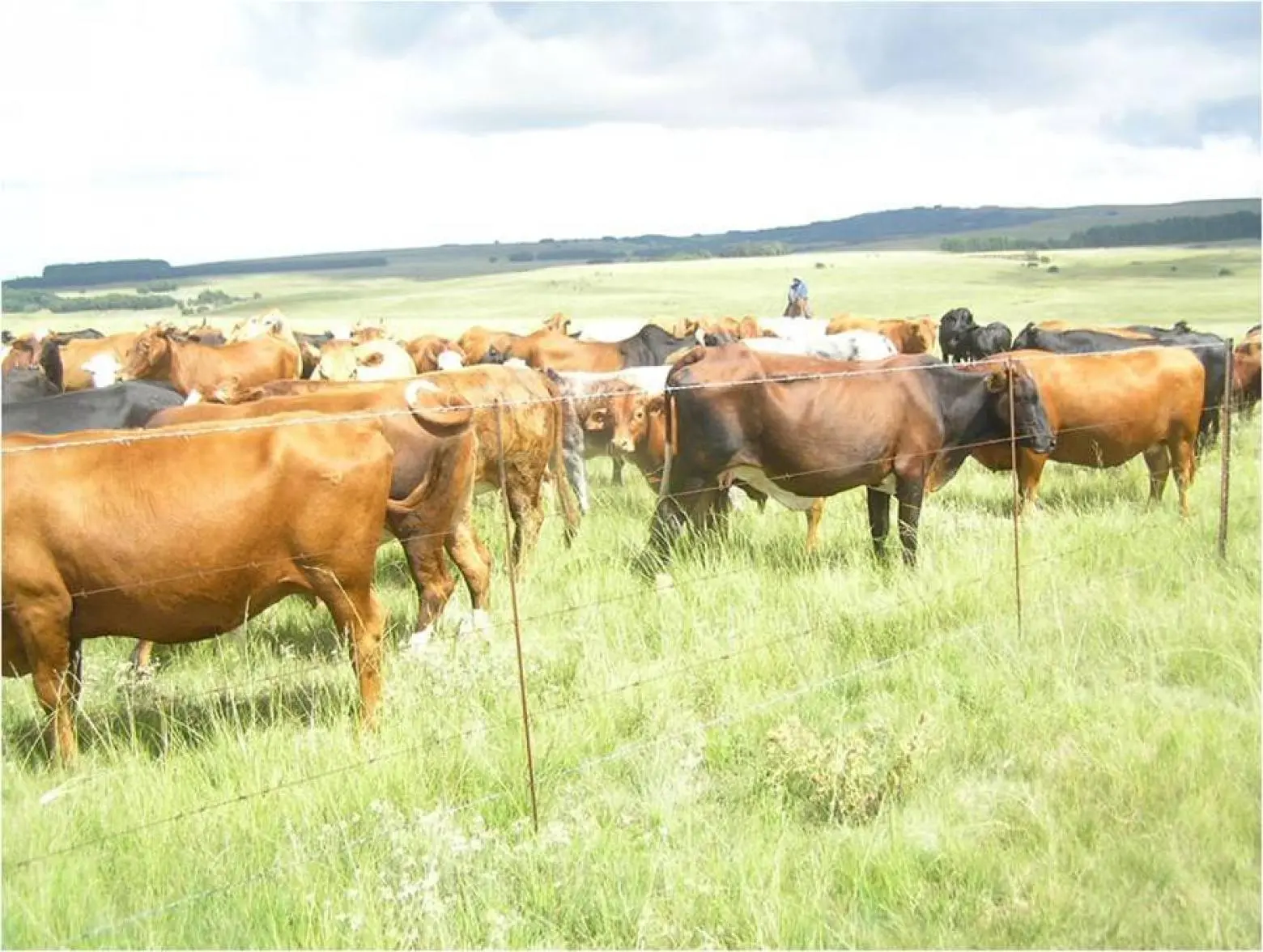 Cattle farming allowing to create opportunities for socio-economic growth at a household level