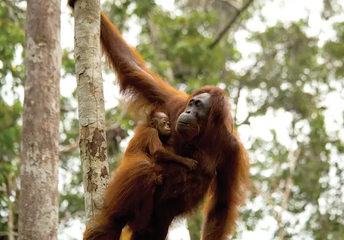 orangutan mother and infant
