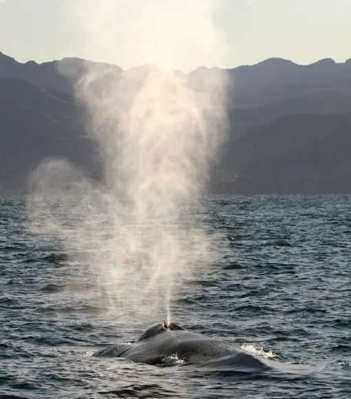 Blue whale spouting in the Sea of Cortés, Baja, Mexico