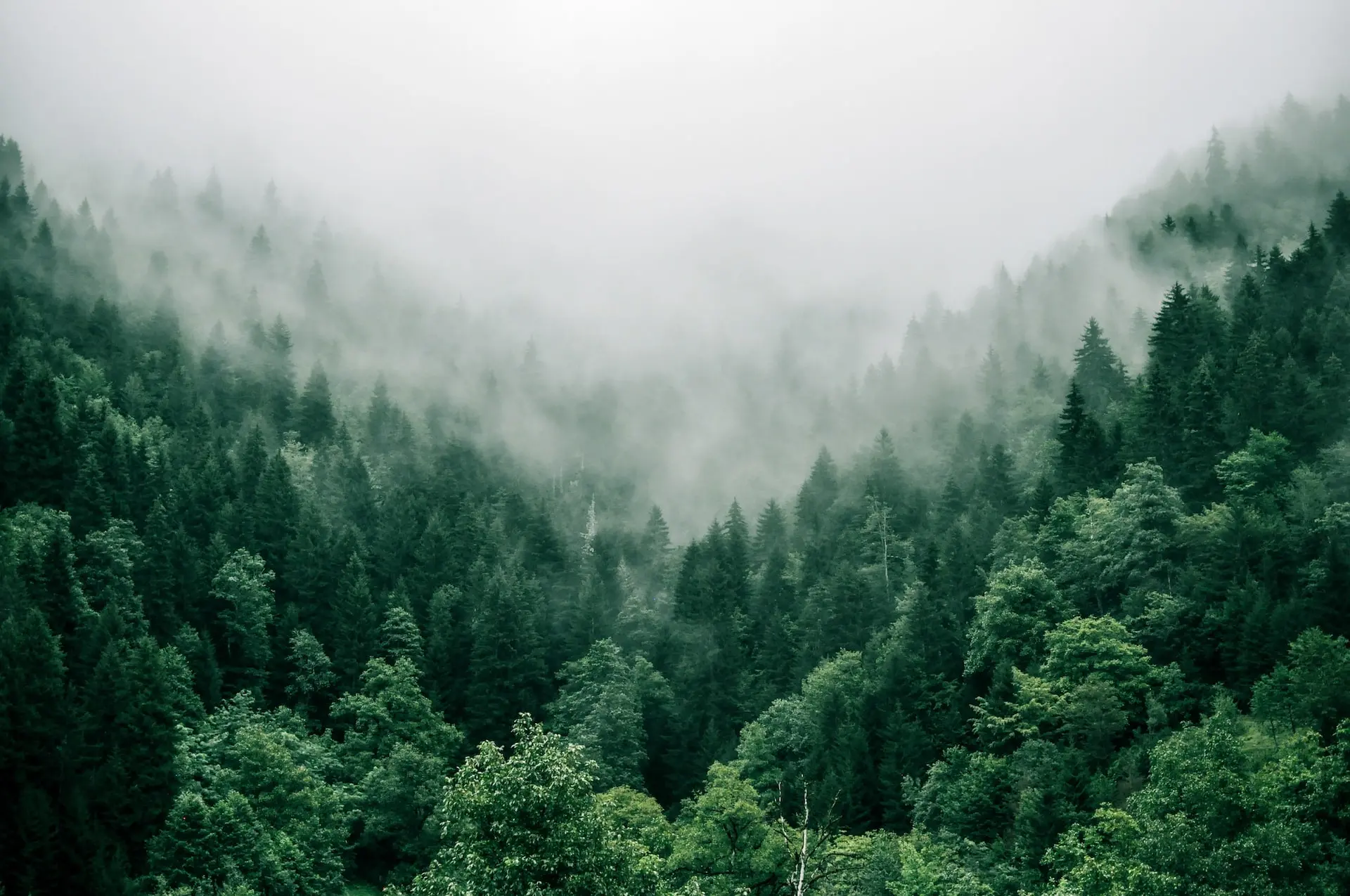 Khám phá hình ảnh về những khu rừng xanh đẹp mắt và đầy sức sống, trong đó ghi lại các nỗ lực khắc phục tình trạng mất rừng đang diễn ra trên toàn thế giới.