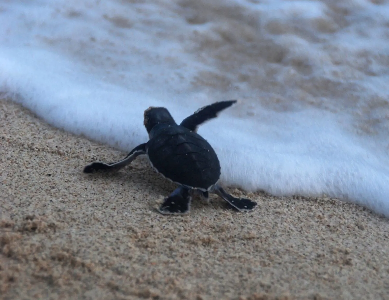 A new born turtle headed to the sea 