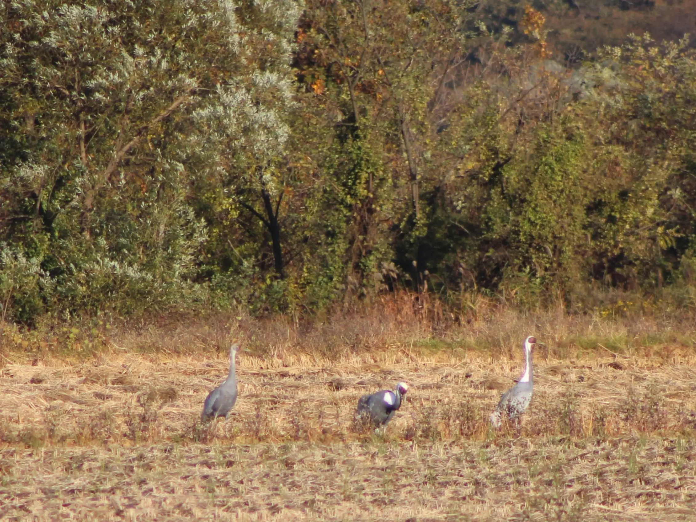 Three white-naped cranes are resting in the rice paddy. 