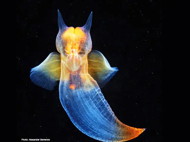 Deep-sea organism