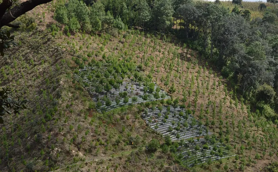 Reforestación de microcuenca en Guatemala