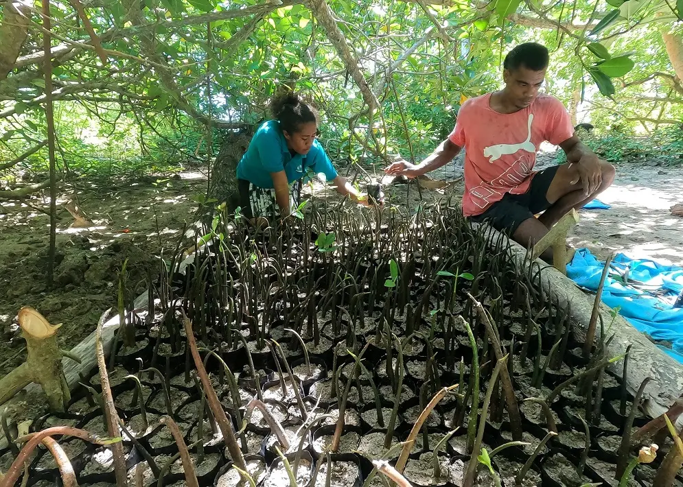 C3 plotting of mangrove propagules, Fiji