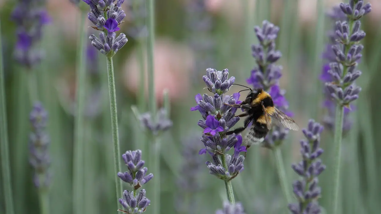Bumblebee, Lavender 