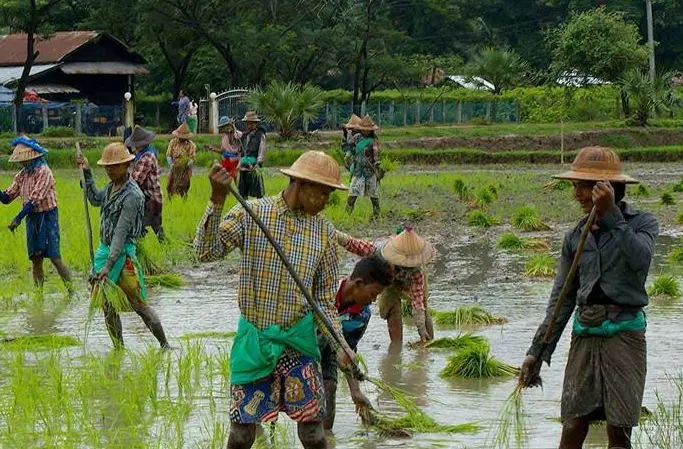 Rice farmers at work in GoM
