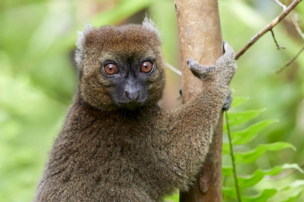 Critically Endangered greater bamboo lemur in the wild