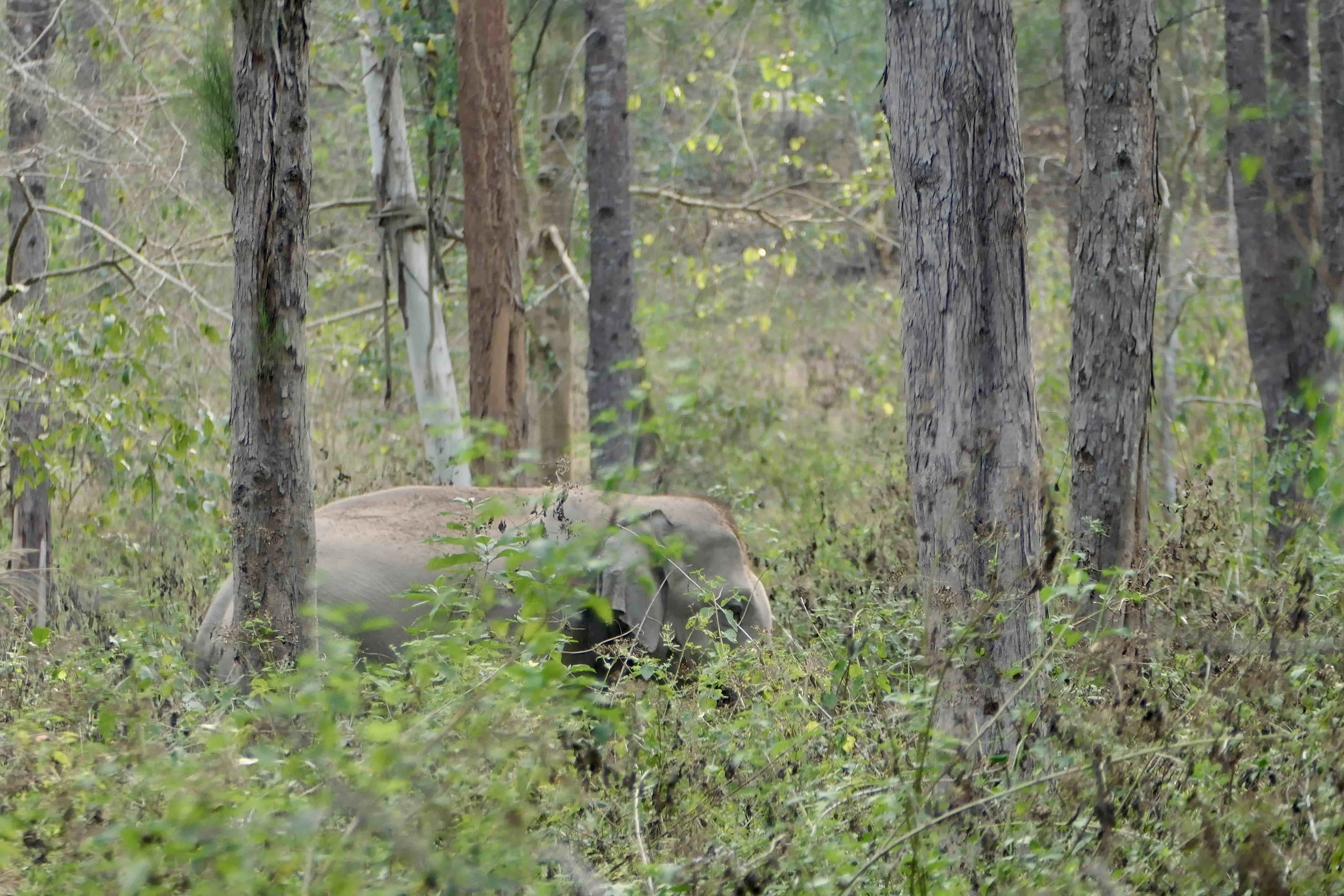 Elephant walking behind trees at a National Park