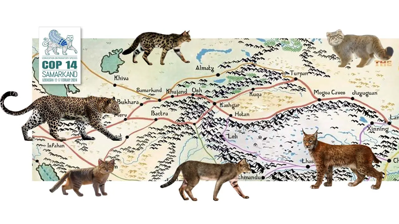The Cats of the Silk Road