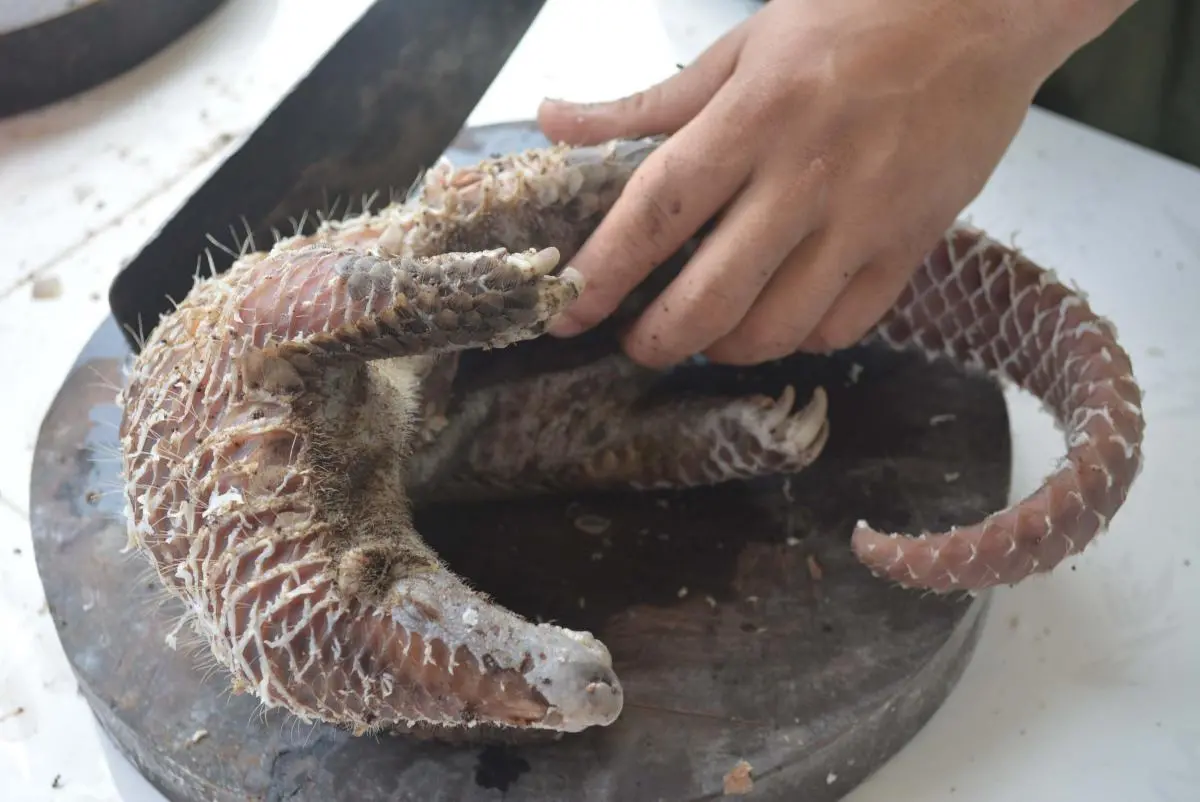 Pangolins were killed for meat consumption  © SaveVietnamWildlife