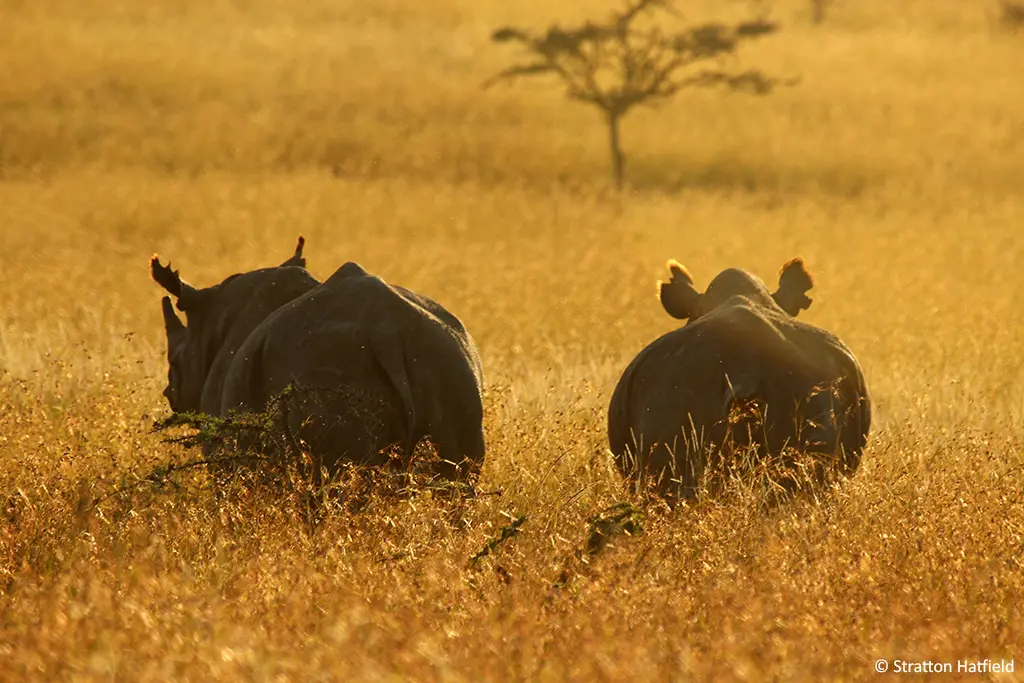 SOS Save Our Species Black Rhinoceros Borana conservancy