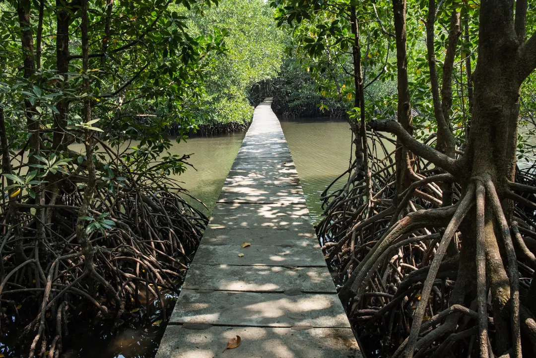 An elevated walking path through the mangrove forest of Peam Krasop Wildlife Sanctuary, Cambodia. 