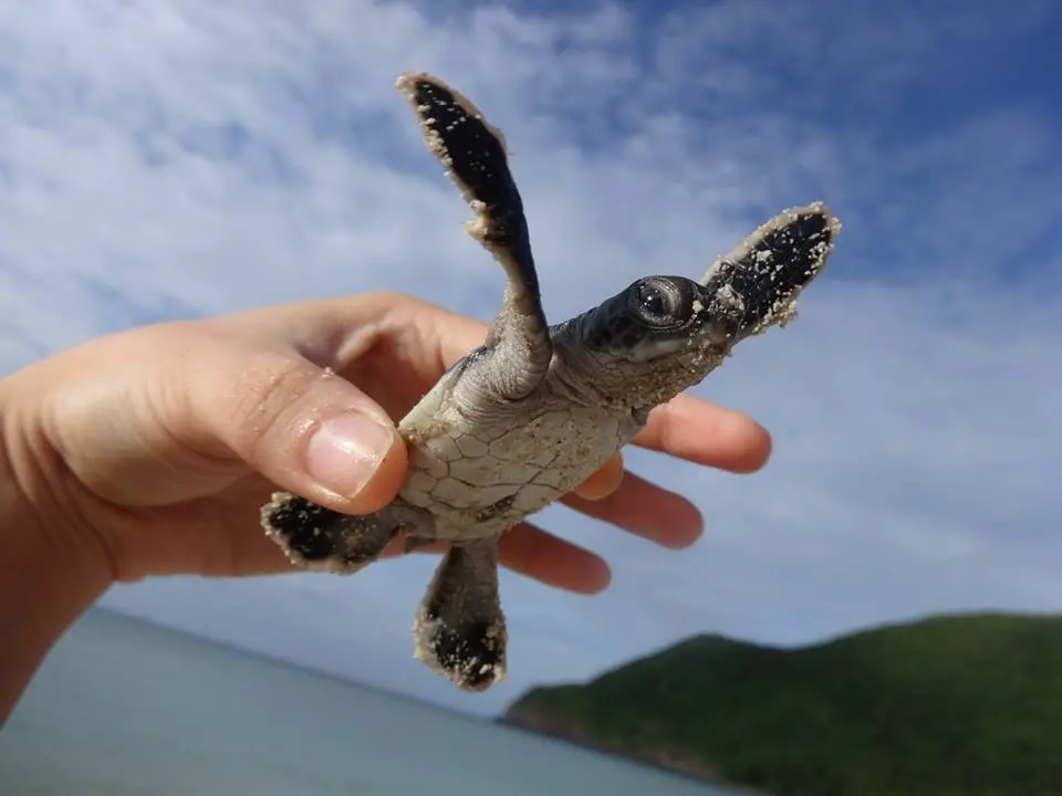 A newly born marine turtle in Con Dao National Park © IUCN and La Sim