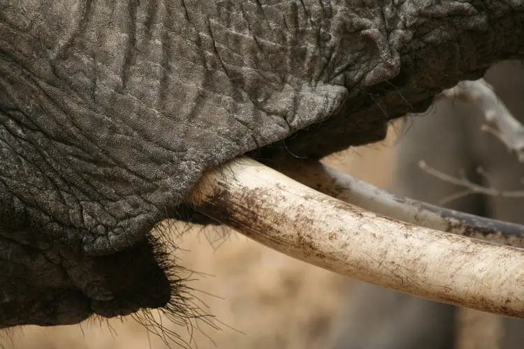 Elephant tusk, Africa