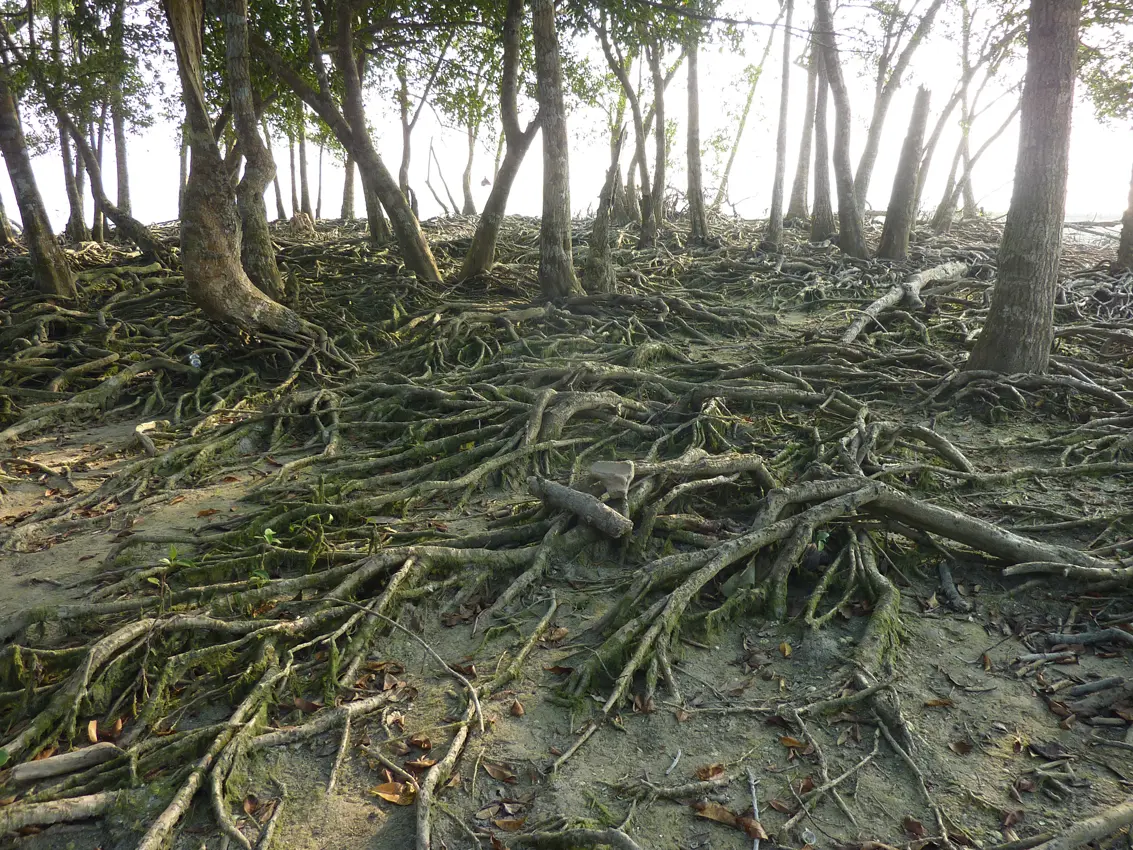 The Sundarbans, Bangladesh, World Heritage site