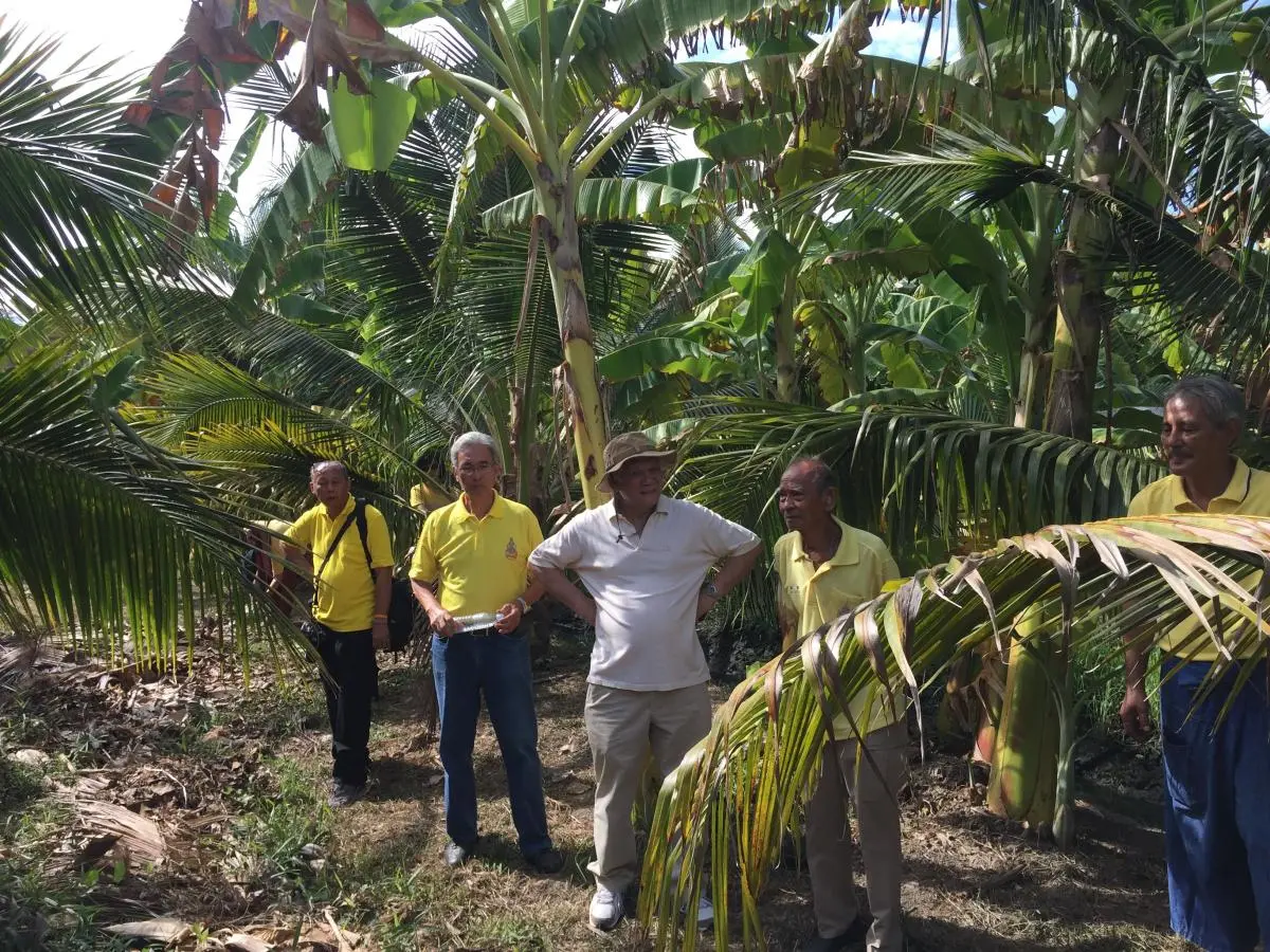Participants from Bang Kachao visiting fruit orchards in Samut Songkhram
