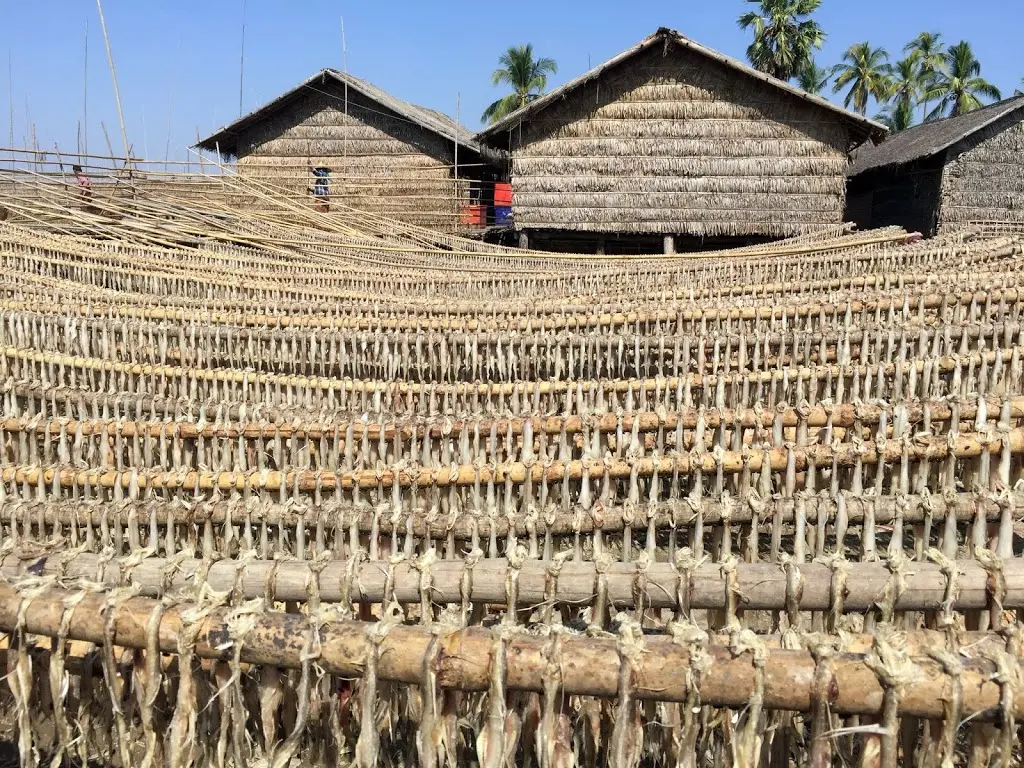 Drying fish in village in Chaungzon Township, Mon State, IUCN Viet Nam 
