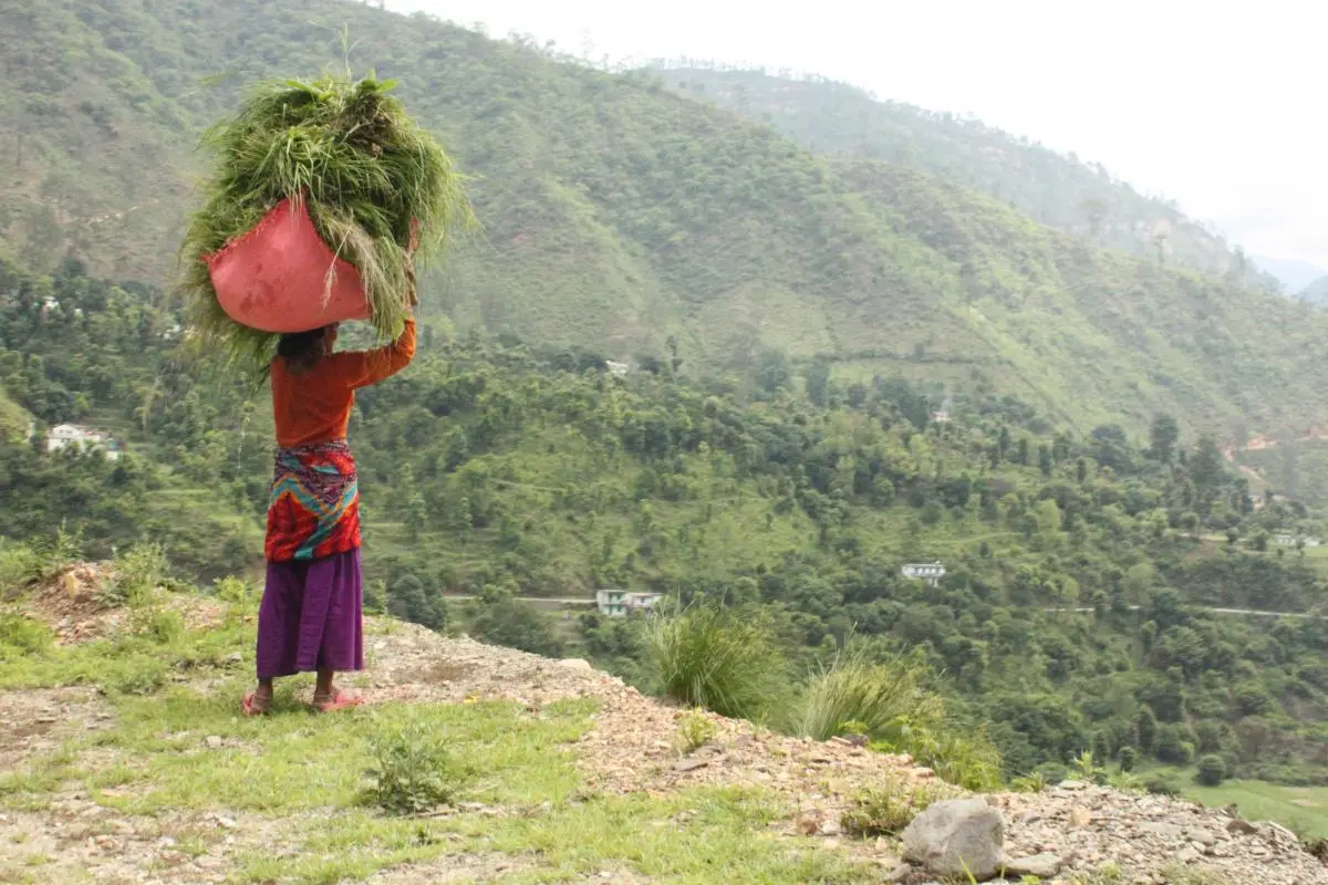A woman, balancing a tall bundle of long grasses on her head, looks out over a green valley