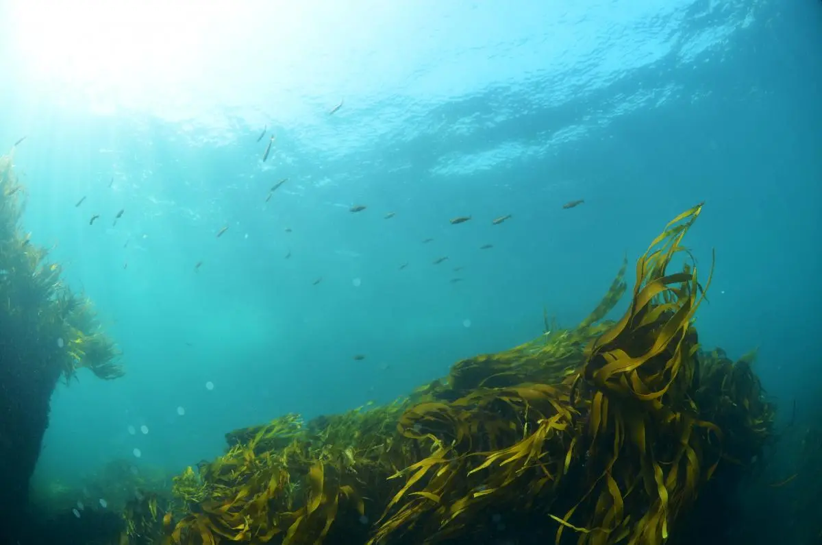 Un paysage sous-marin typique de la mer d'Iroise: algue et champ d'algues