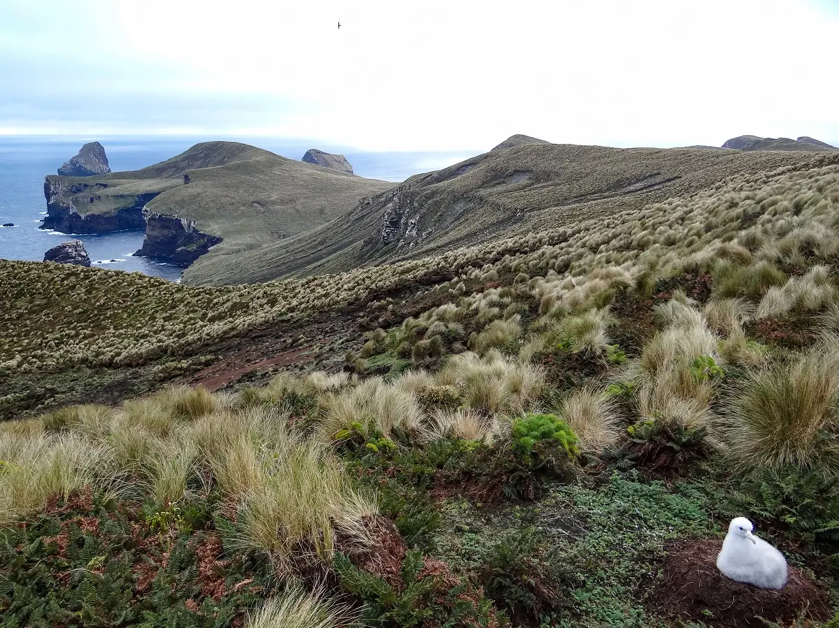 Antipodes Island Landscape and Albatross Chick