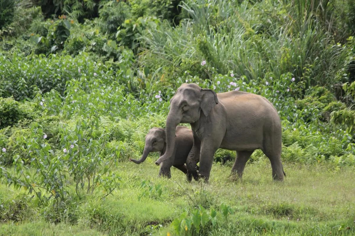 Calf with its mother at Bagkhali Reserved Forest, Bangladesh