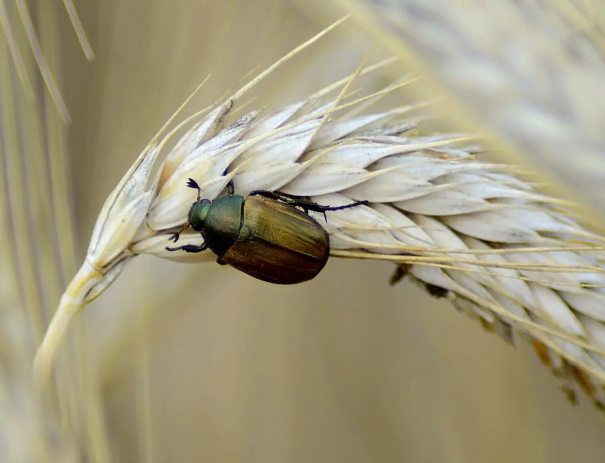 Beetle on wheat