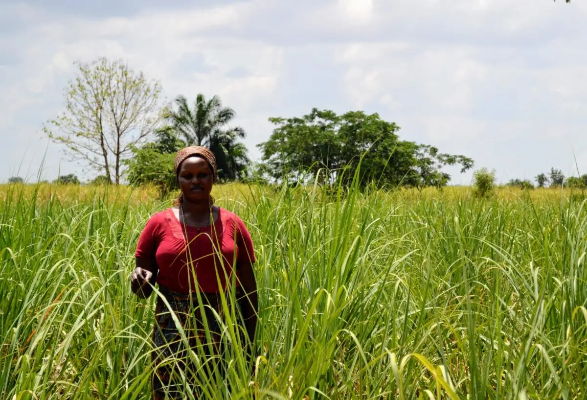 Sugarcane grower, SUSTAIN Initiative, Tanzania