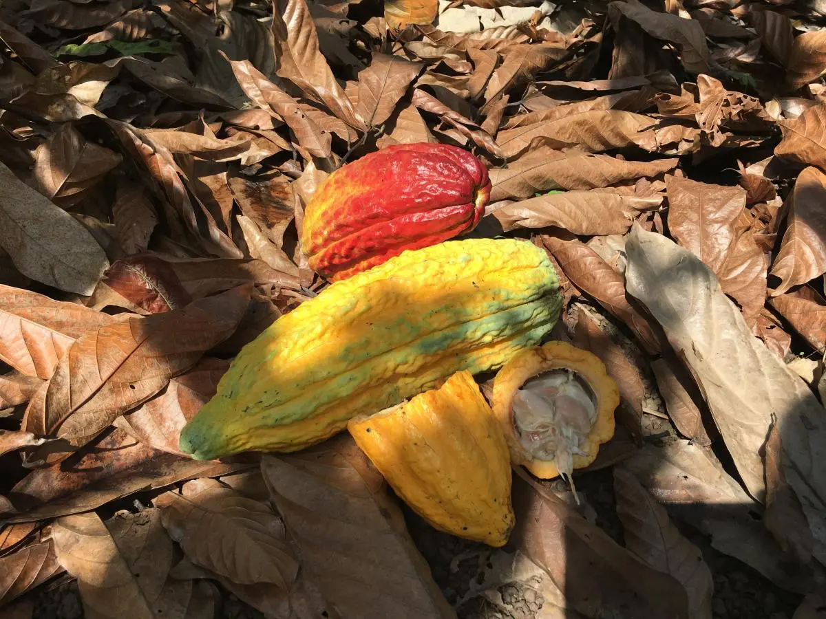 yellow, red, orange, cacao pods in brown leaves