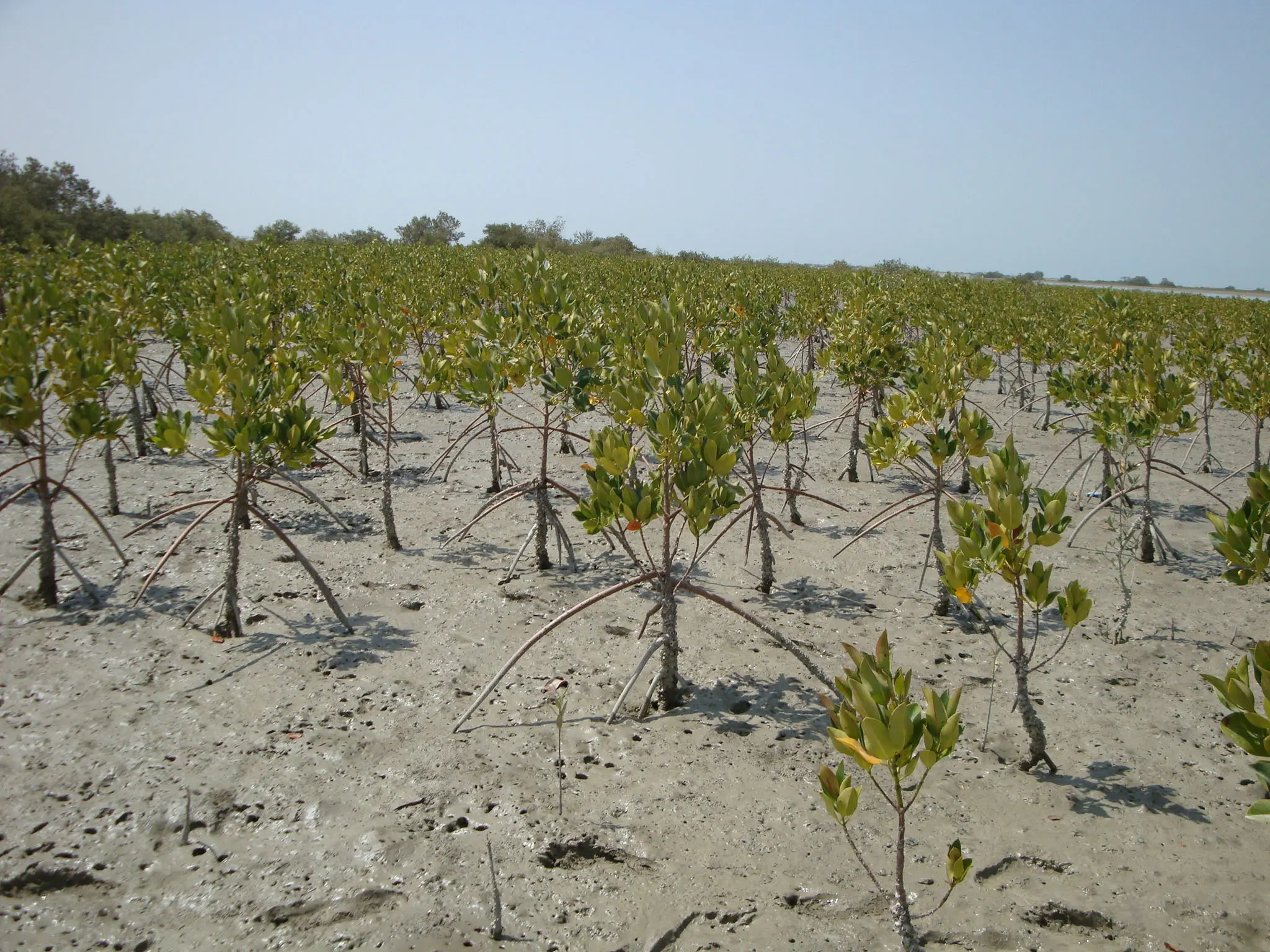 A field of tiny mangrove saplings planted in deep silt
