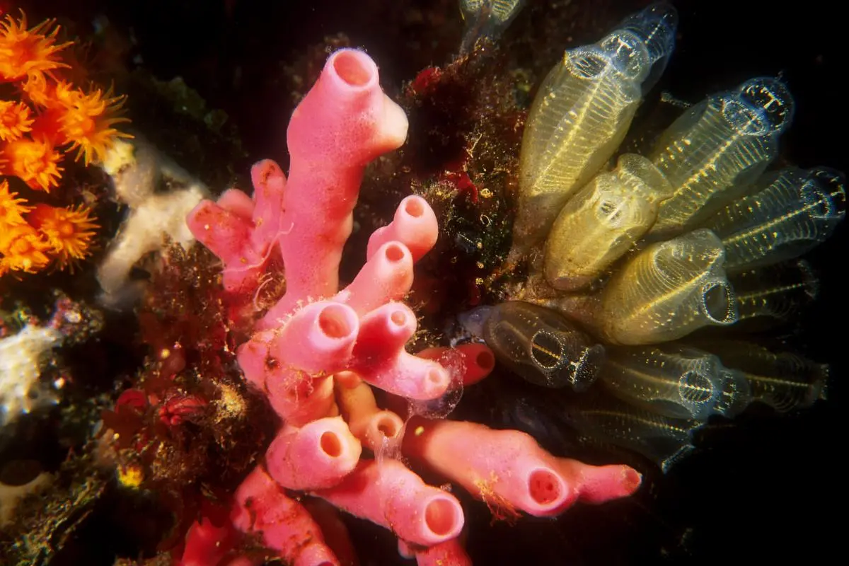 Madrepore colonies and sponges in a Mediterranean seabed
