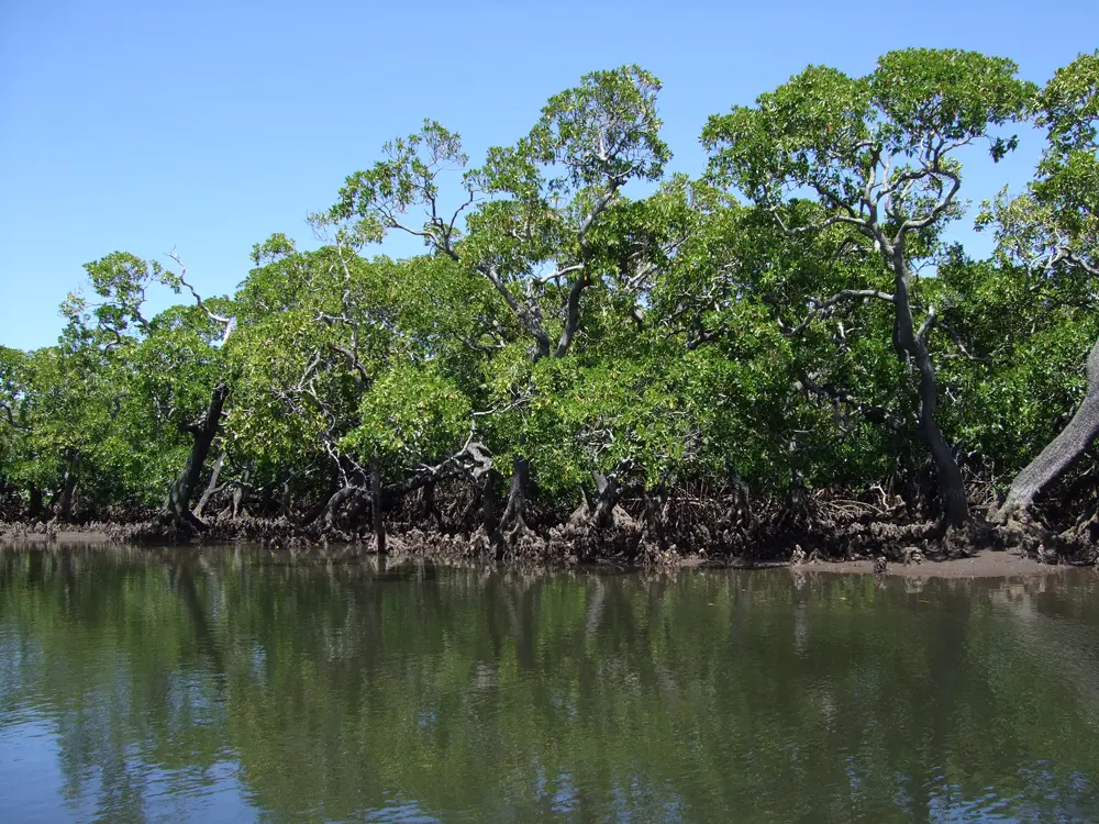 water in front and green mangroves halfway up the photo with blue sky in back