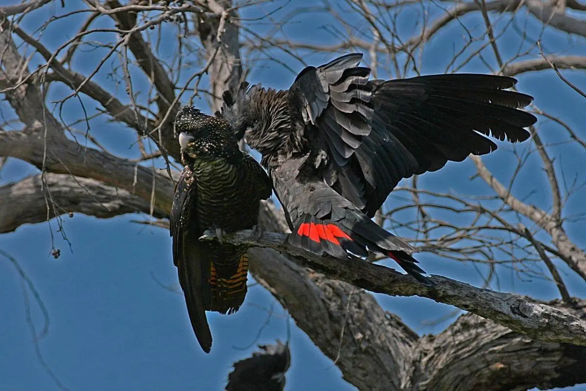 A south-eastern red-tailed black-cockatoo, which lives in south-eastern Australia. Only about 1,500 birds remain; however, it still faces ongoing  habitat loss. Offsetting is often used as a response.