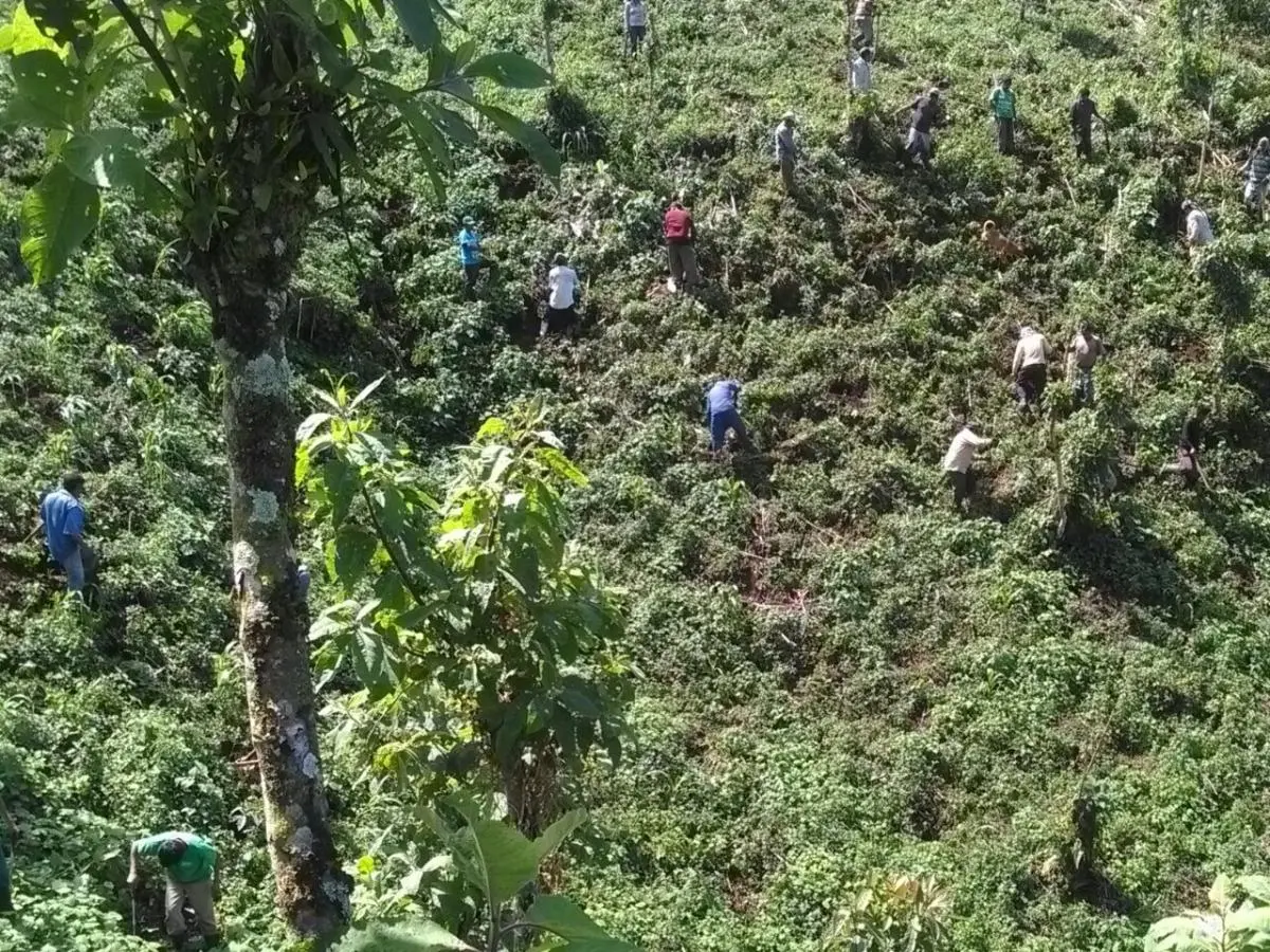 Reforestación en Chiapas
