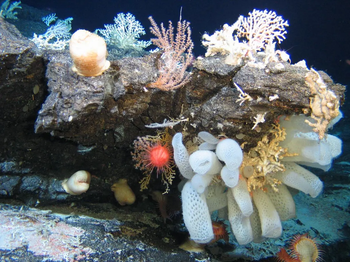 On hard substrata, frequently observed epilithic organisms include corals, actiniarians, hydroids, sponges, ascidians and crinoids